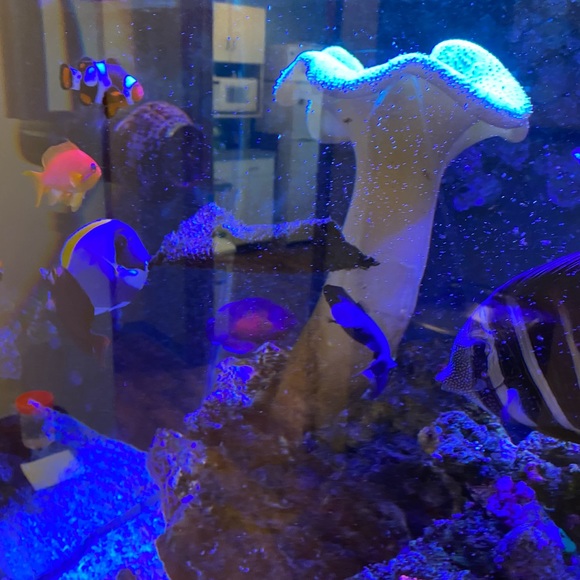 fishtank30
